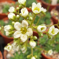 Saxifraga 'Apple Blossom'